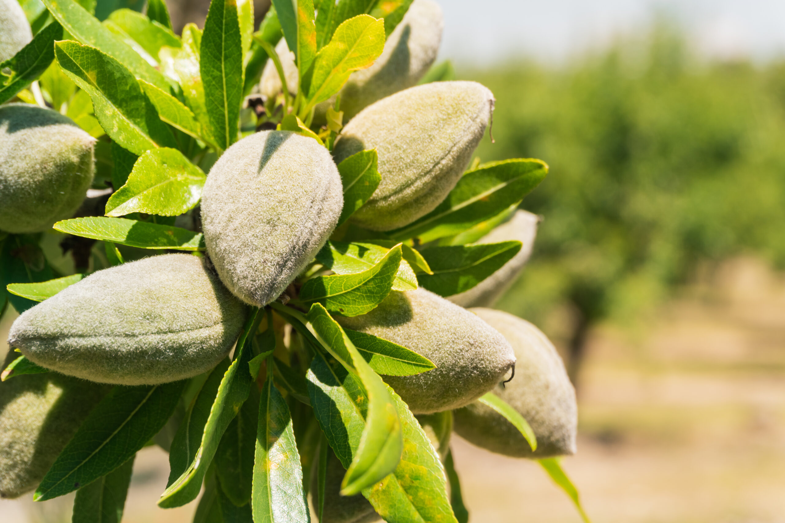 Closeup of almonds on sunlit garden tree in Superior Irrigation Design & Services